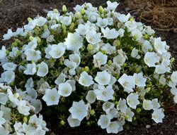 Rapido White Campanula, Campanula Carpatica
Proven Winners
Sycamore, IL