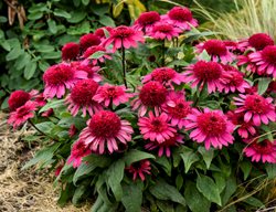 Raspberry Beret Coneflower, Pink Coneflower
Proven Winners
Sycamore, IL