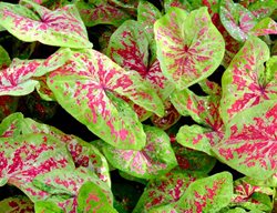 Raspberry Moon Caladium, Caladium Hortulanum
Proven Winners
Sycamore, IL