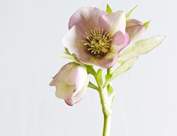 Raspberry Mousse
Garden Design
Calimesa, CA