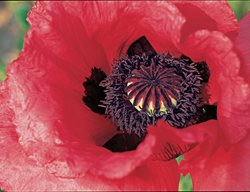 Raspberry Queen
Garden Design
Calimesa, CA