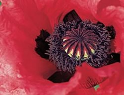 Raspberry Queen 
Garden Design
Calimesa, CA