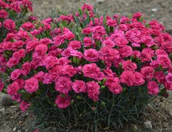 Raspberry Ruffles Dianthus, Dianthus Hybrid
Proven Winners
Sycamore, IL