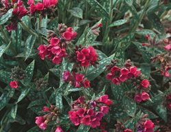 Raspberry Splash Lungwort, Pulmonaria Longifolia
Proven Winners
Sycamore, IL