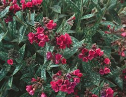 Raspberry Splash Lungwort, Pulmonaria, Lungwort Plant
Proven Winners
Sycamore, IL