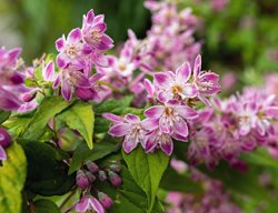 Raspberry Sundae Deutzia, Deutzia Hybrid
Shutterstock.com
New York, NY