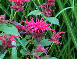 Raspberry Wine Bee Balm, Monarda Didyma
Millette Photomedia
