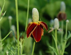 Ratibida Columnifera 'red Midget'
Garden Design
Calimesa, CA