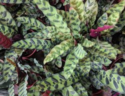 Rattlesnake Plant, Calathea Lancifolia
Shutterstock.com
New York, NY