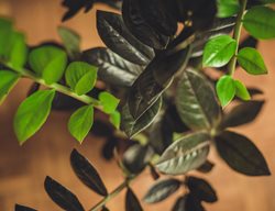 Raven Zz Plant, Raven Zamioculcus Zamiifolia
Shutterstock.com
New York, NY