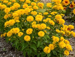 Rays For Days False Sunflower, Heliopsis Helianthoides
Proven Winners
Sycamore, IL