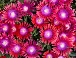 Razzle Dazzle Ice Plant, Delosperma Hybrid
Proven Winners
Sycamore, IL