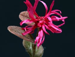 Razzleberri Fringe Flower, Monraz Fringe Flower, Loropetalum Chinense
Shutterstock.com
New York, NY