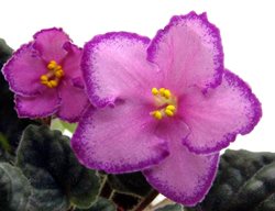 Rd's Gleam African Violet, Pink And Purple African Violet
Shutterstock.com
New York, NY