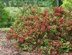 Reblooming Weigela, Red Weigela
Proven Winners
Sycamore, IL