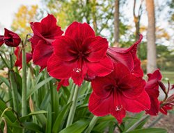 Red Amaryllis, Amaryllis Growing Outdoors
Shutterstock.com
New York, NY