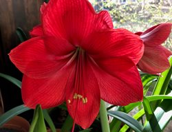 Red Amaryllis, Red Lion 
Shutterstock.com
New York, NY