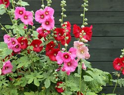 Red And Pink Hollyhock Flowers, Alcea Rosea
Shutterstock.com
New York, NY