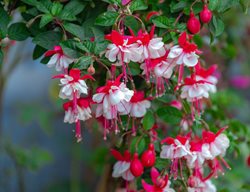 Red And White Fuchsia Plant
Shutterstock.com
New York, NY