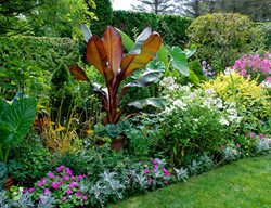 Red Banana Sun Garden
Garden Design
Calimesa, CA