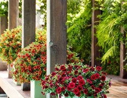 Red Calibrachoa, Superbells, Pomegrante Punch
Proven Winners
Sycamore, IL