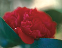 Red Camellia, Camellia Professor Sargent
Leu Gardens
Orlando, FL