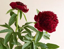 Red Charm, Classic Peony, Red Flower
Garden Design
Calimesa, CA