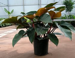 Red Congo Philodendron, Houseplant, Tropical Plant
Hirt's Gardens
