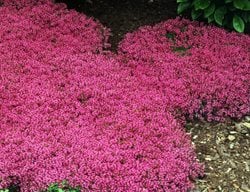 Red Creeping Thyme, Thymus Praecox, Flowering Groundcover
Proven Winners
Sycamore, IL