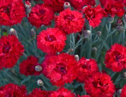 Red Dianthus, Fruit Punch, Maraschino
Walters Gardens
