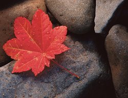 Red Fall Leaf, Vine Maple
Garden Design
Calimesa, CA