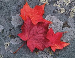 Red Fall Leaves, Sugar Maple
Garden Design
Calimesa, CA