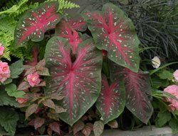 Red Flash Caladium, Caladium Hortulanum, Tropical Plant
Millette Photomedia
