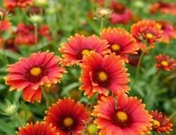 Red Flowers For The Garden
Garden Design
Calimesa, CA