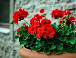 Red Geranium, Potted Plant, Red Flower, Pelargonium
Shutterstock.com
New York, NY
