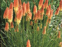 Red-Hot Poker
Garden Design
Calimesa, CA