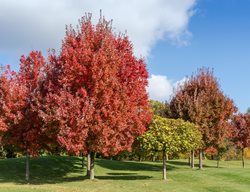 Red Maple Tree, Acer Rubrum
Shutterstock.com
New York, NY