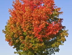 Red Maple Tree, Acer Rubrus
Shutterstock.com
New York, NY