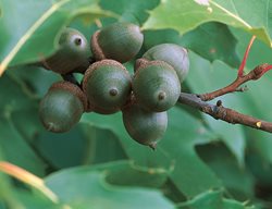 Red Oak Tree, Acorns, Fall
Garden Design
Calimesa, CA