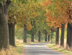 Red Oaks, Driveway
Alamy Stock Photo
Brooklyn, NY