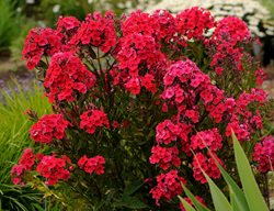 Red Phlox, Red Riding Hood
Walters Gardens
