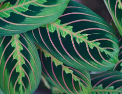 Red Prayer Plant, Maranta Leuconeura Erythroneura
Shutterstock.com
New York, NY