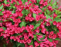 Red Prince, Weigela Florida
Shutterstock.com
New York, NY