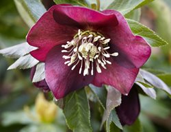 Red Racer
Garden Design
Calimesa, CA