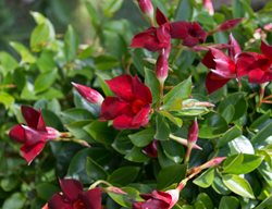 Red Riding Hood Mandevilla, Mandevilla Sanderi
Shutterstock.com
New York, NY