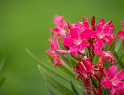 Red Riding Hood Mandevilla, Mandevilla Sanderi
Shutterstock.com
New York, NY