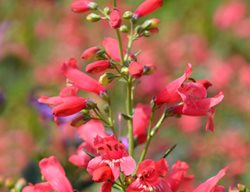 Red Riding Hood Plant, Penstemon Schmidel
Shutterstock.com
New York, NY