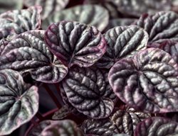 Red Ripple Peperomia, Peperomia Caperata
Shutterstock.com
New York, NY
