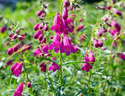 Red Rocks Plant, Perennial, Pink Flowers
Shutterstock.com
New York, NY