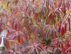 Red Rover Silky Dogwood, Cornus Obliqua
Proven Winners
Sycamore, IL